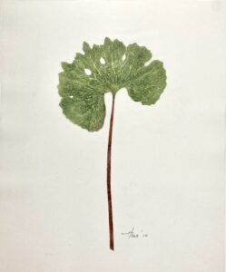 Heather Sandifer, "Bloodroot Sanguinaria Canadensis Cat. 094," monotype, mixed media on vellum paper