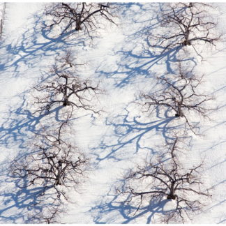Growing Series: Winter Orchard Between Vineyard Trellis