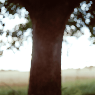 Landscape 031