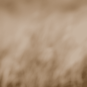 Landscape 032