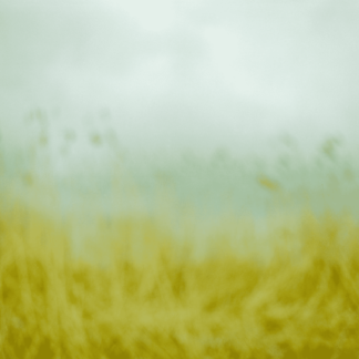 Landscape 41
