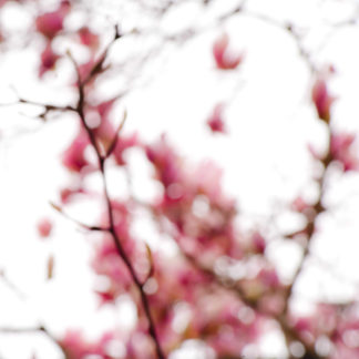 Magnolia 01