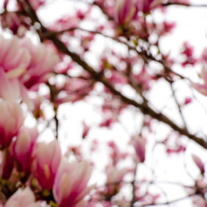 Magnolia 02