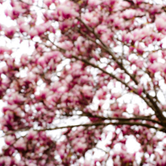 Magnolia 05