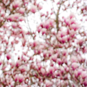 Magnolia 06