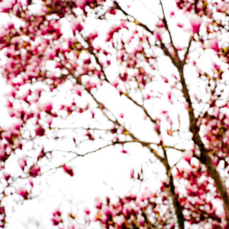 Magnolia 08