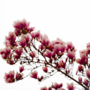 Magnolia 09