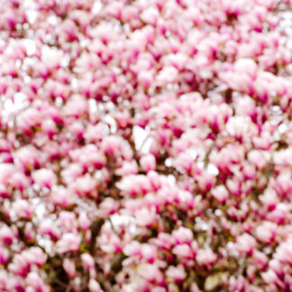 Magnolia 17