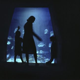 The Aquarium, Home Stills