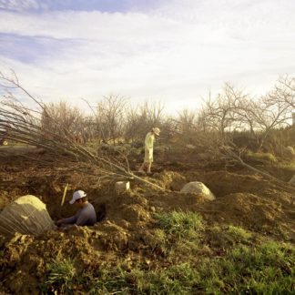 The Tree Farm, Home Stills