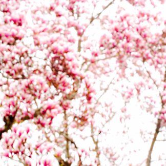 Untitled 2011.04.0185
