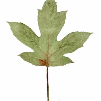 Oak Leaf Hydrangea, Leaf Front, Cat. 0104