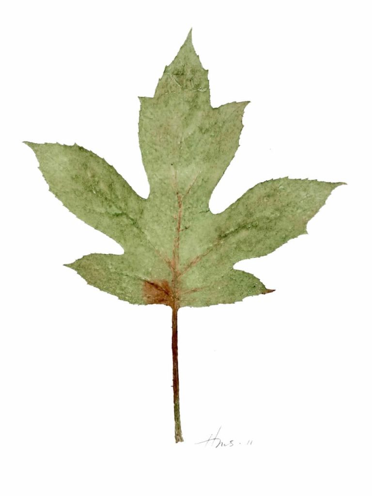Oak Leaf Hydrangea, Leaf Front, Cat. 0104