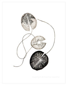 Heather Sandifer, "Fleeting, Waterlily Leaves Cat. 44," mixed media on vellum paper