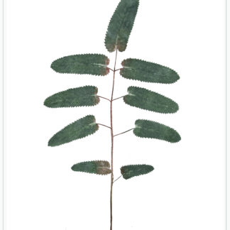 Tall Chief II Sanguisorba Canadensis Cat. 108