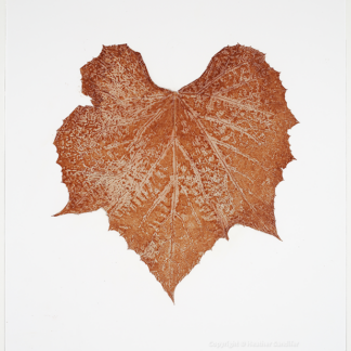 Heather Sandifer, "Vitis Rusticus, Cat. 141," mixed media on vellum paper