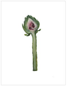 Heather Sandifer, "Long-Stemmed Artichoke, Cat. 131," mixed media on vellum paper