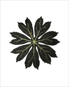 Heather Sandifer, "Black Mayapple, Cat. 89," mixed media on vellum paper