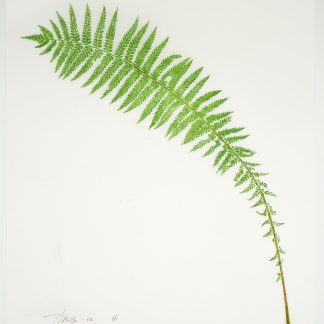 Heather Sandifer, "Leaning Fern, Ostrich Fern, Cat. 0116," mixed media on vellum paper