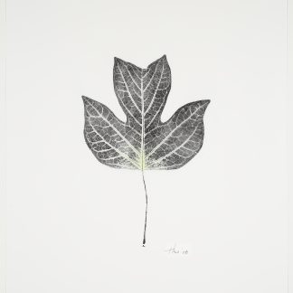Heather Sandifer, "Tulip Leaf, Cat. 58," mixed media on vellum paper