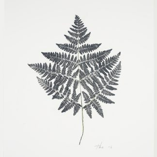Heather Sandifer, "Dryopteris Fern, Cat. 7," mixed media on vellum paper