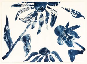 Emily Hamilton Laux, "Summer Field: Flying Echinacea I," cyanotype on archival paper