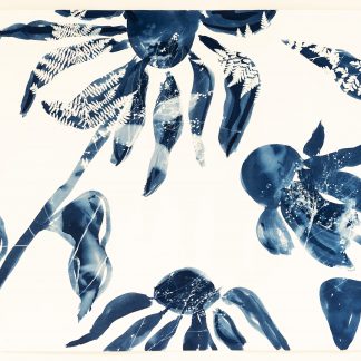 Emily Hamilton Laux, "Summer Field: Flying Echinacea I," cyanotype on archival paper