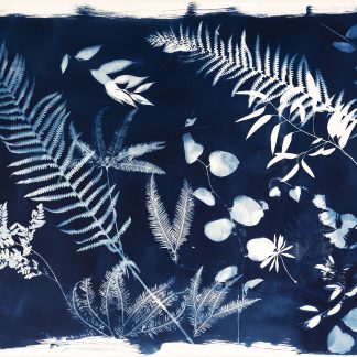 Emily Hamilton Laux, "Summer Field XIV," cyanotype on archival paper