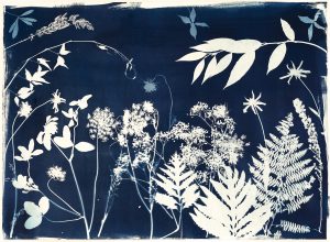 Emily Hamilton Laux, "Summer Field XII," cyanotype on archival paper