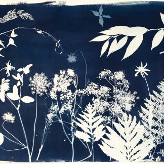 Emily Hamilton Laux, "Summer Field XII," cyanotype on archival paper