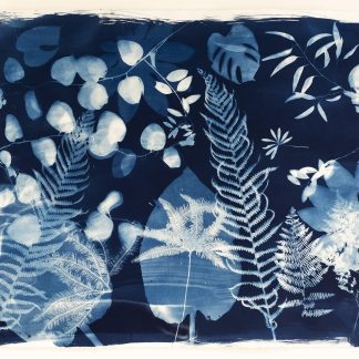Emily Hamilton Laux, "Summer Field XV," cyanotype on archival paper