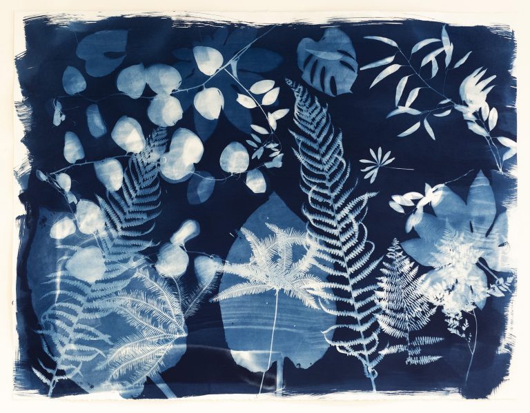 Emily Hamilton Laux, "Summer Field XV," cyanotype on archival paper