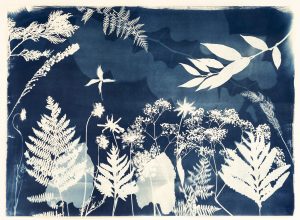 Emily Hamilton Laux, "Summer Field X," cyanotype on archival paper
