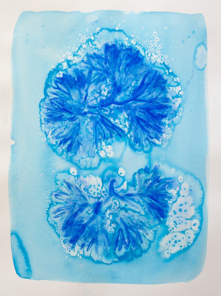 Bastienne Schmidt, "Blue Flower Typology 11," pigment, polymer paint on arches paper