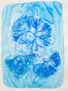 Bastienne Schmidt, "Blue Flower Typology 8," pigment, polymer paint on arches paper