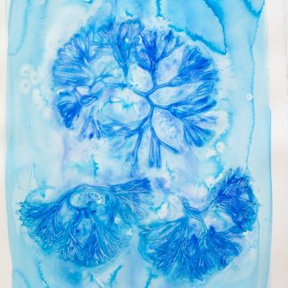 Bastienne Schmidt, "Blue Flower Typology 8," pigment, polymer paint on arches paper