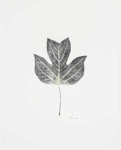 Heather Sandifer, "Emerging Tulip leaf, Cat. 58," mixed media on vellum paper