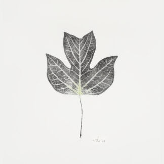 Heather Sandifer, "Emerging Tulip leaf, Cat. 58," mixed media on vellum paper