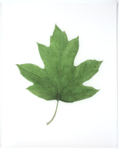 Heather Sandifer, "Deep Green Oakleaf Hydrangea, Cat. 145," mixed media on vellum paper