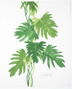 Heather Sandifer, "Climbing Vine (Philodendron), Cat. 116," mixed media on vellum paper