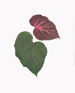 Heather Sandifer, "Perennially Begonia, Cat. 153," mixed media on vellum paper