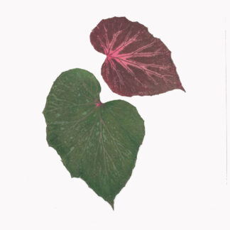 Heather Sandifer, "Perennially Begonia, Cat. 153," mixed media on vellum paper