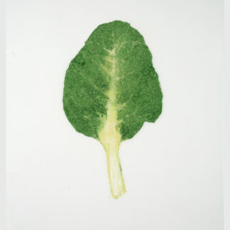 Heather Sandifer, "A Chard Of Modest Means, Cat. 0117," mixed media on vellum paper