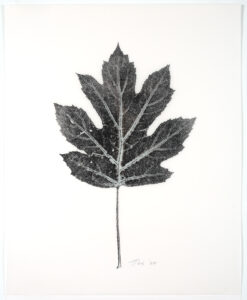 Heather Sandifer, "Ok Leaf Giant, Cat. 37," mixed media on vellum paper