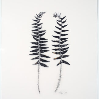 Heather Sandifer, "Exotic Polystichum Fern Pair, Cat. 49," mixed medium on vellum paper