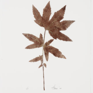 Heather Sandifer, "Aconitum, Brown, Cat. 093," mixed media on vellum paper
