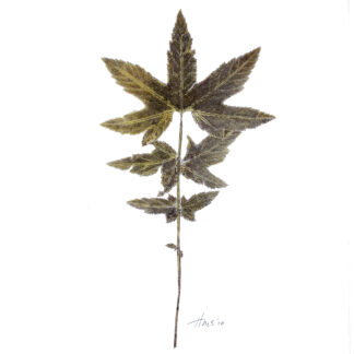 Heather Sandifer, "Aconitum, Green, Cat. 092," mixed media on vellum paper