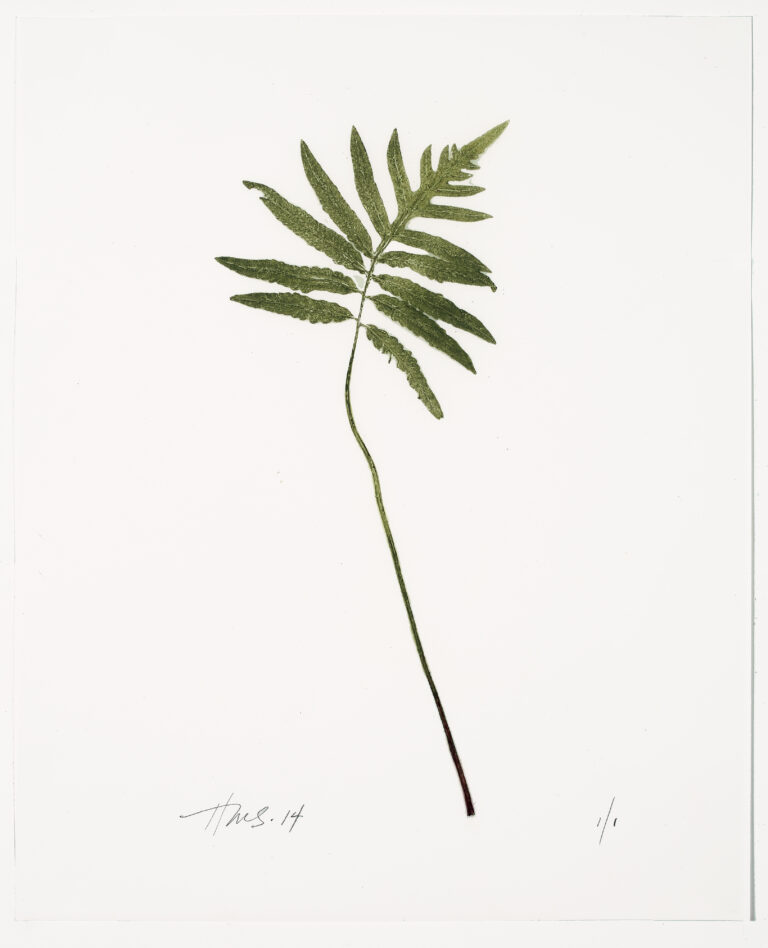 Heather Sandifer, "Arching Onoclea Fern, Cat. 0110A," mixed media on vellum paper