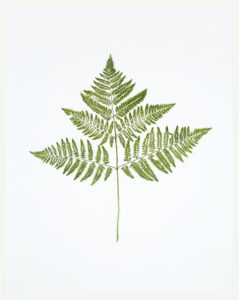 Heather Sandifer, "Bracken Fern, Cat. 137," mixed media on vellum paper