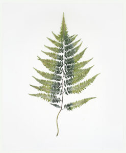 Heather Sandifer, "Japanese Fern, Greyed, Cat. 140," mixed media on vellum paper